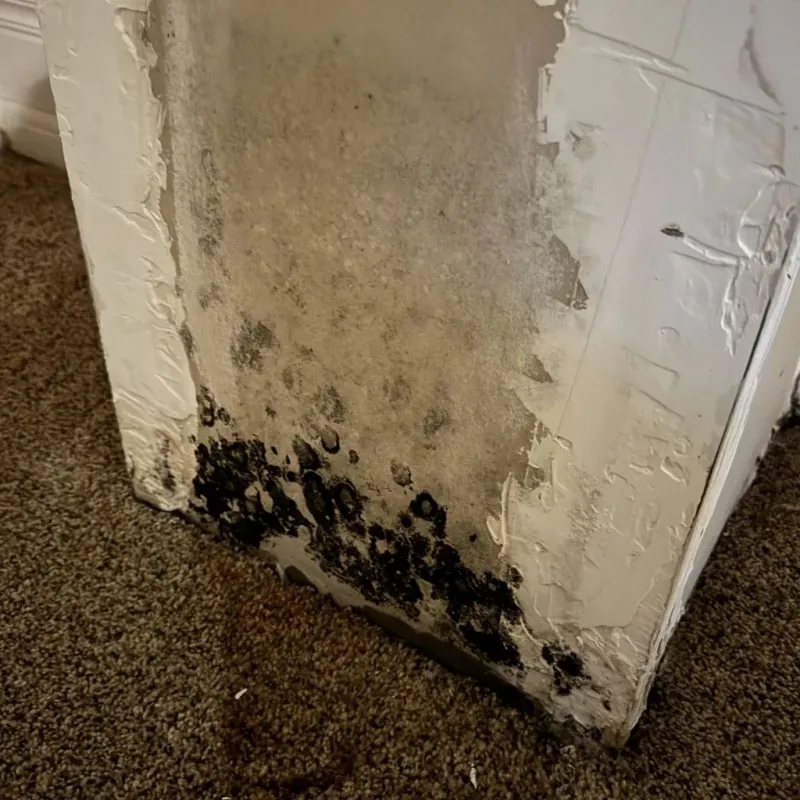 Professional Mold Removal in Heppner, OR